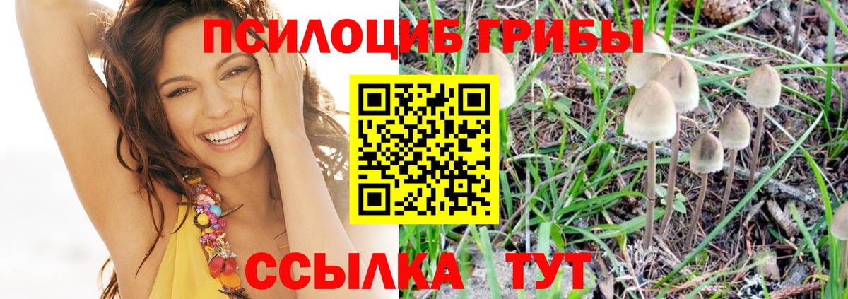 Псилоцибиновые грибы GOLDEN TEACHER  цена наркотик  Томск  Вход с VPN 